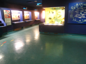 無料なのにまるで水族館!!【広島市水産復興センター】が意外と楽しめたよ。